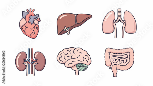 Human Internal Organs Anatomy Illustration.