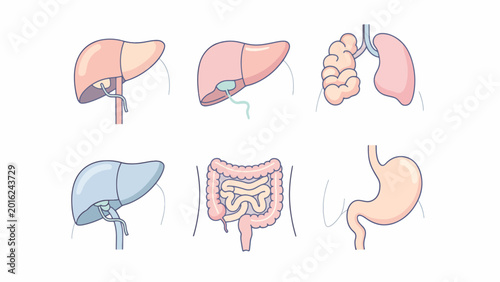 Human Liver and Digestive System Organs.