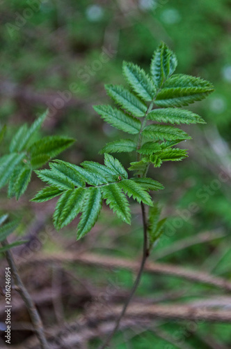 Фотография Vibrant fresh green rowan tree (Sorbus aucuparia) sapling leaves in a spring forest setting