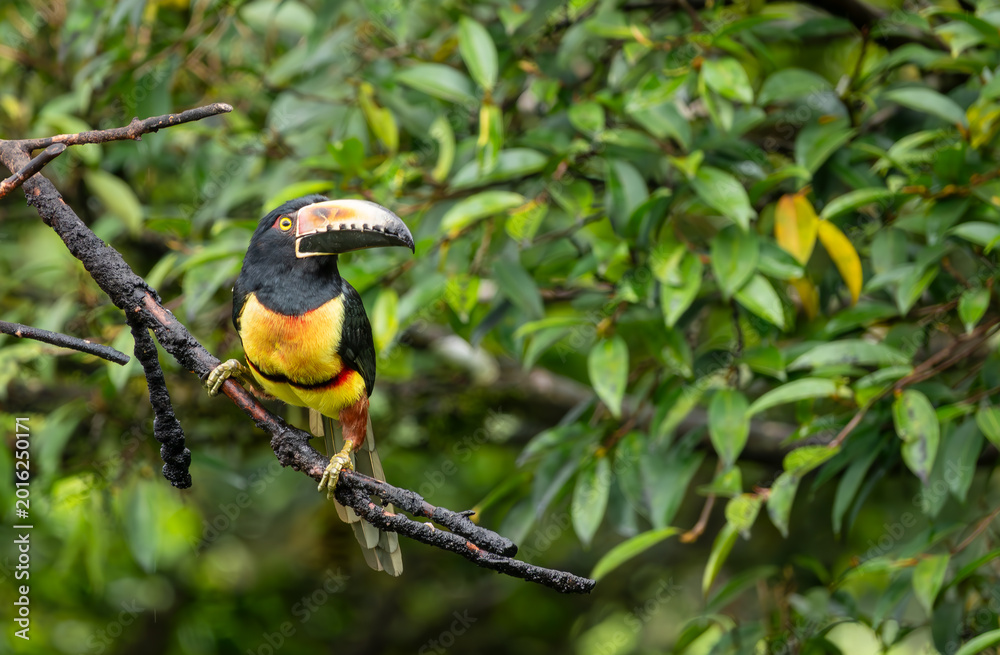 Fototapeta premium Collared Aracari Sitting on a Branch in the Forest in Costa Rica