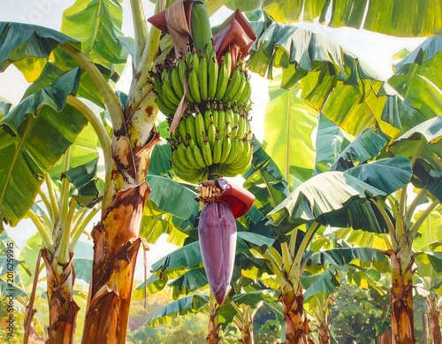 Unripe Green Banana Bunch Realistic Vivid Style Hanging From A Tropical Tree In A Sunlit Agricultural Plantation Grove With Purple Blossom