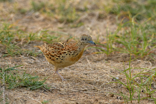 Photography Small Buttonquail (Turnix sylvaticus) photographed on open farmland habitat near Nalsarovar, Gujarat, India