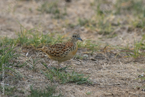 Photography Small Buttonquail (Turnix sylvaticus) photographed on open farmland habitat near Nalsarovar, Gujarat, India