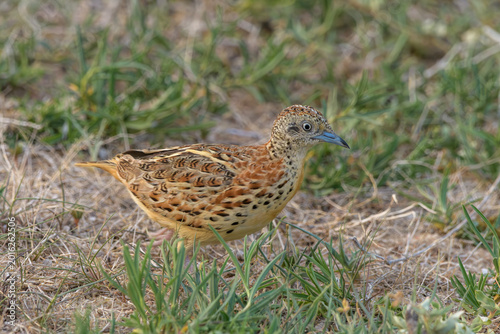 Photography Small Buttonquail (Turnix sylvaticus) photographed on open farmland habitat near Nalsarovar, Gujarat, India