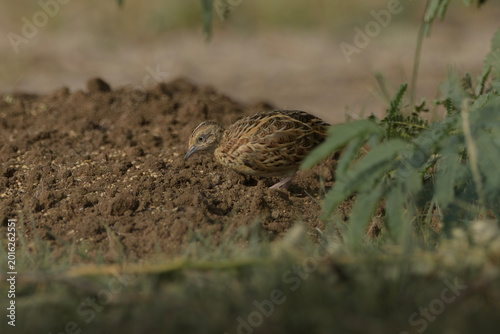 Photography Small Buttonquail (Turnix sylvaticus) photographed on open farmland habitat near Nalsarovar, Gujarat, India