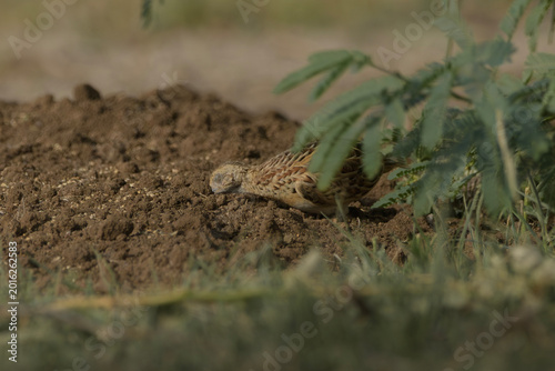 Photography Small Buttonquail (Turnix sylvaticus) photographed on open farmland habitat near Nalsarovar, Gujarat, India