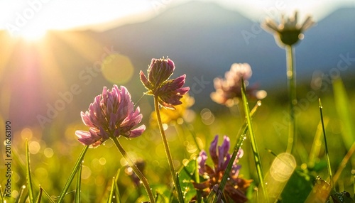 Wildflowers in mountain meadow at sunrise