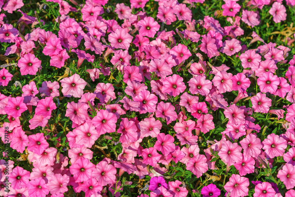 Obraz premium Rich pink petunias bloom vibrantly among other flowers in summer garden. Flowers for outdoor and home decor, gardening, plant breeding
