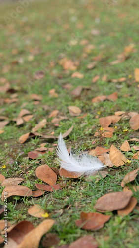 A feather on the grass.