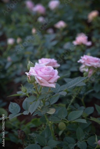 pink rose in the garden