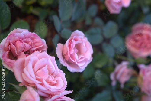 pink roses in garden