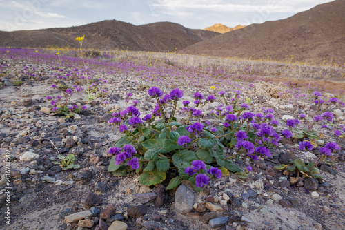 Desert sand verbena wildflowers in Death Valley National Park.