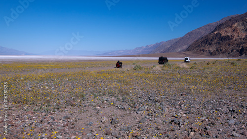 Vast field of yellow wildflowers blooming in Death Valley National Park.