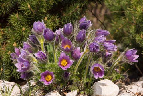 Fotografía Blooming purple pasque flowers in spring garden sunlight