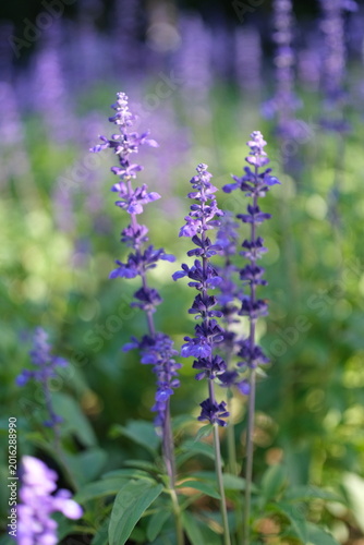 blue salvia