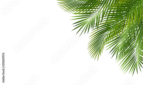 Palm Tree Branch Isolated With White Background
