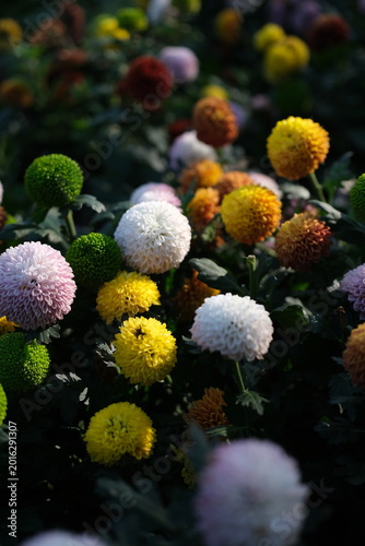 Colorful dahlias