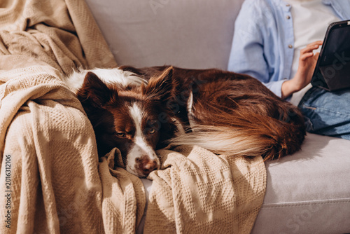 Brown and white border collie relaxing on the couch near owner 
