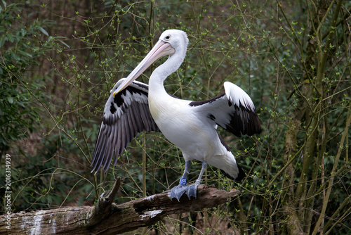 Photos Pelican spreading wings while perched on tree branch