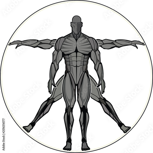 Human Anatomy Illustration Muscular Body Diagram Inspired by Vitruvian Man Vector.eps