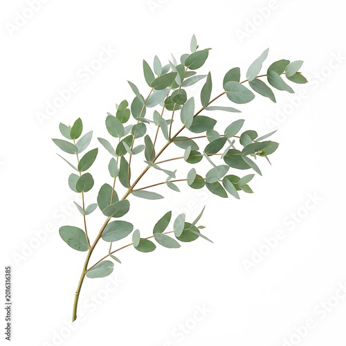 Fresh Green Eucalyptus Branch with Leaves Isolated on White Background