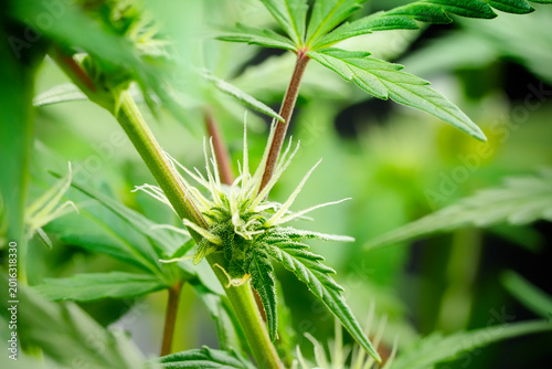 Cuadro en lienzo Macro shot of Northern Light cannabis axillary buds and secondary flowers develo