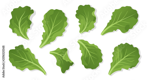 Green lettuce leaves scattered on white background surface