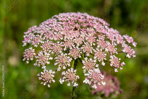 Pink Wild Carrot (Daucus carota) Flowers Blooming in a Sunny Spring Meadow