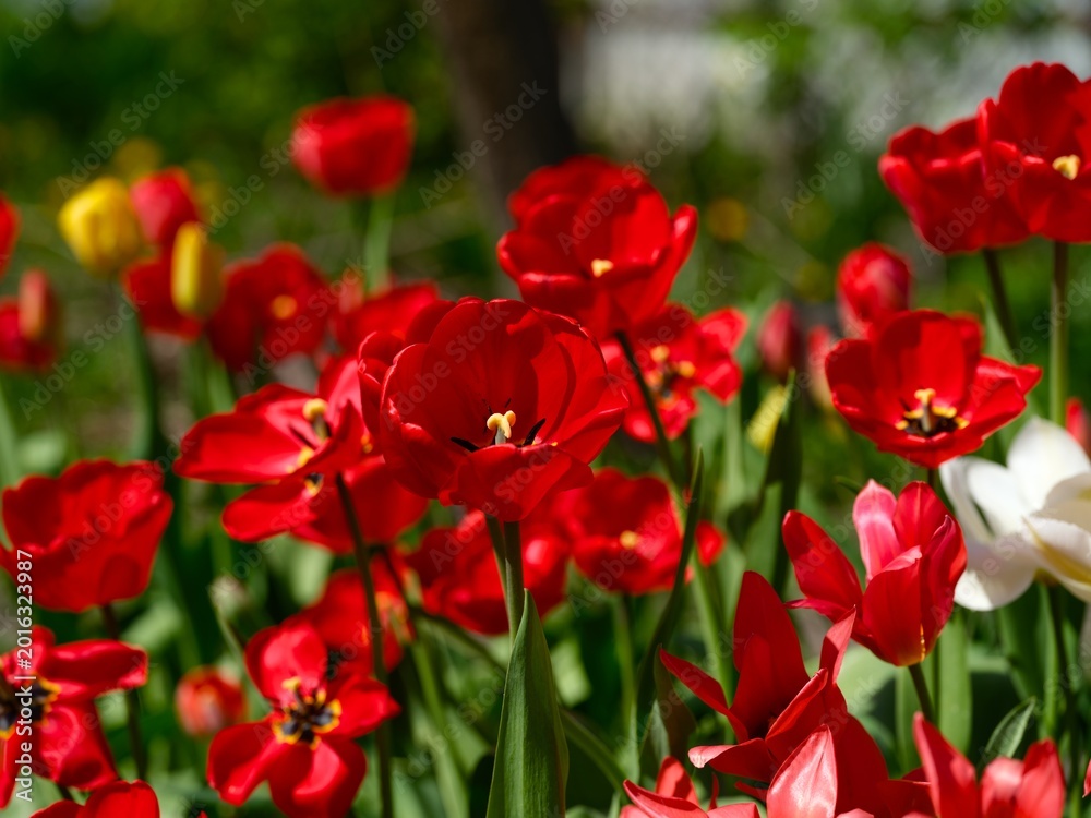 Fototapeta premium Vibrant red tulips blooming in a spring garden.