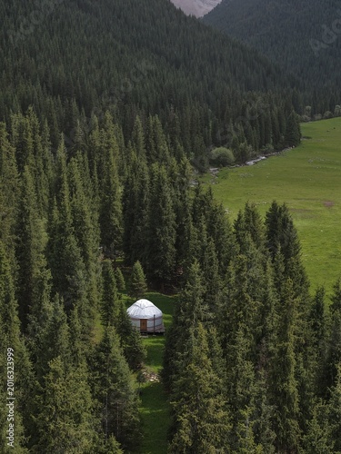 Yurt Nestled Among Tall Pine Trees on Mountain Slope