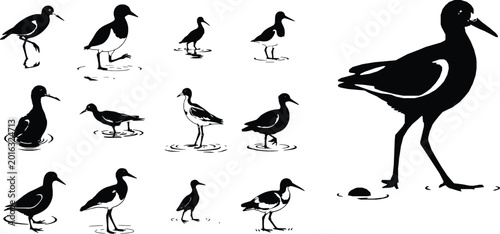 Fotografi Moorhen Small Aquatic Bird Outline