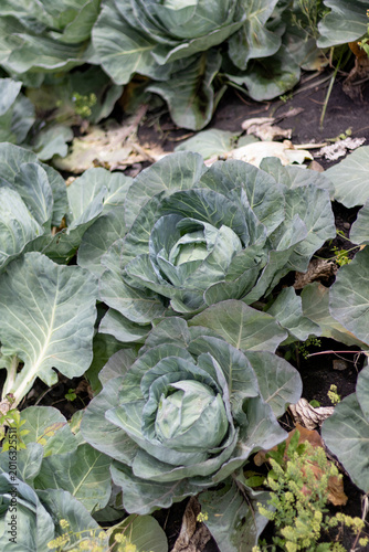 Close-up of a healthy green cabbage growing in a cultivated vegetable garden. Fresh organic produce with detailed leaves and water droplets, showcasing sustainable agriculture, farming, and natural fo