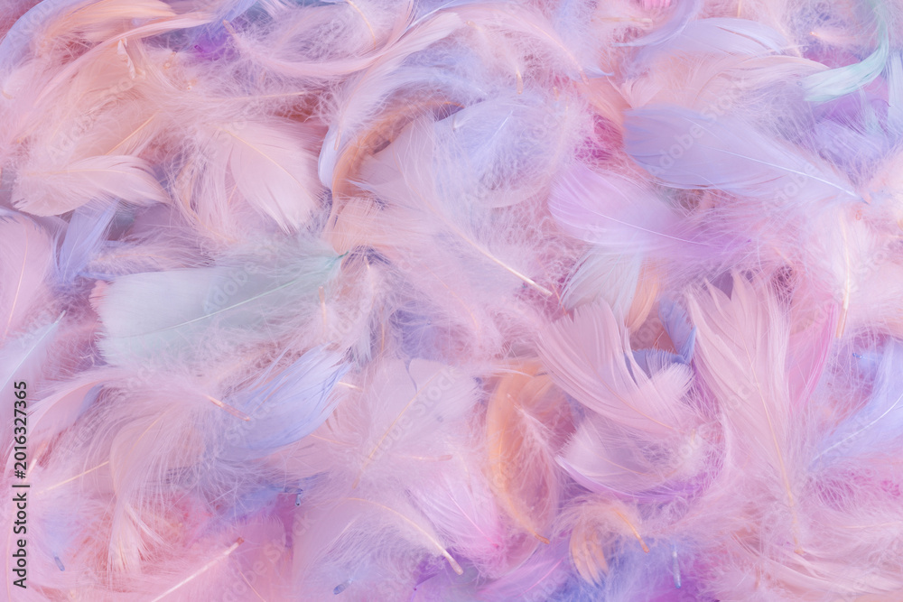 Fototapeta premium Colorful feather background, top view.
