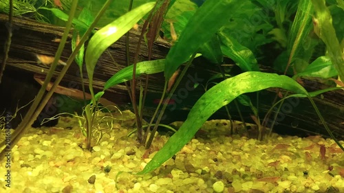 Red shrimp in the aquarium.