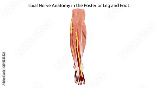 Foto Tibial Nerve Anatomy in the Posterior Leg and Foot
tibial nerve course through the posterior compartment of the leg into the plantar foot
