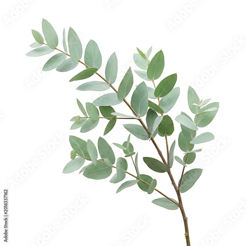 Fresh Green Eucalyptus Branch with Oval Leaves Isolated on White Background