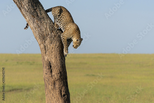 Leopard (Panthera pardus) coming out a Tree with a Reedbuck Prey in the Masai Mara National Reserve, Kenya