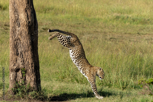 Leopard (Panthera pardus) coming out a Tree with a Reedbuck Prey in the Masai Mara National Reserve, Kenya