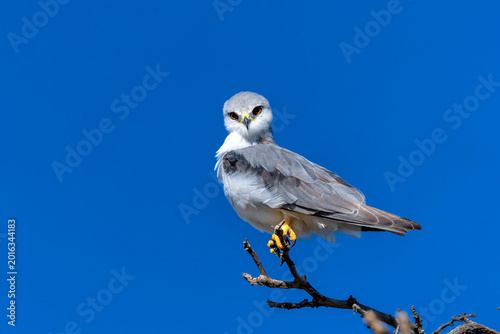 Black-shouldered kite (Elanus axillaris) on a branch in the desert of the Kgalagadi Transfrontier Park, part of the Kalahari desert, in South Africa