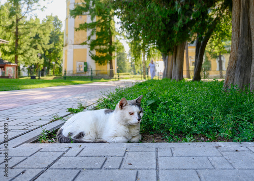 The oldest graying cat of the  the Uglich town attentive among medieval churches