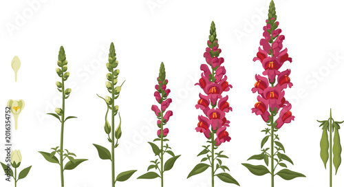 Foto Detailed botanical illustration showing the growth stages of pink snapdragon flowers from buds to full bloom vector