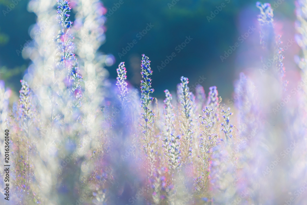 Naklejka premium Wild blue flowers in a summer forest at sunset. Beautiful nature background.