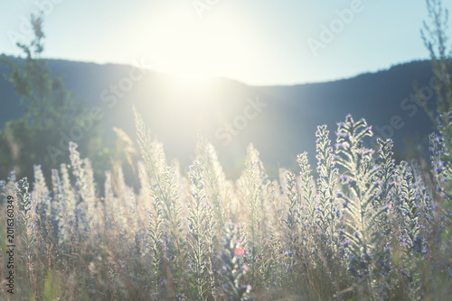Wild blue flowers in the mountains at sunset. Beautiful summer landscape.