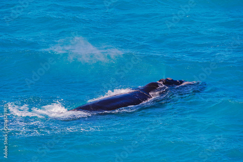 Naklejka Southern Right Whale Swimming in the Waters of Nullarbor, Australia