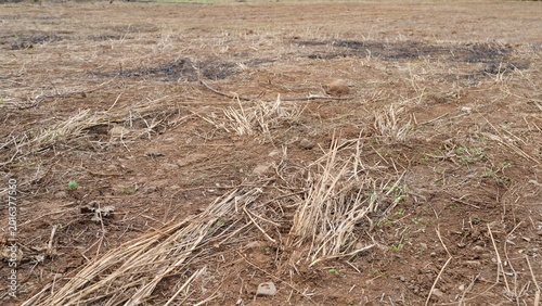 Photos Dry desolate land with withered grass and barren soil, drought landscape showing