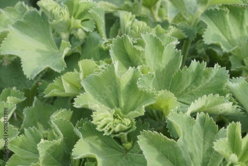 Frauenmantel mit frischen jungen Blättern , Alchemilla
