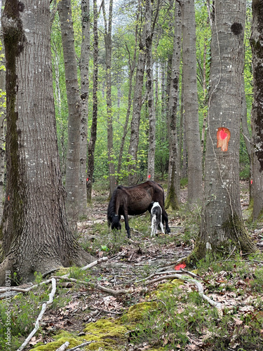 Jument et poulain Pottok dans les bois
