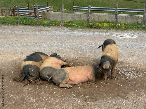 Cochons Kintoa du Pays Basque