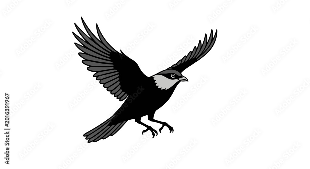 Obraz premium Black and white bird flying with wings spread, isolated on white background.