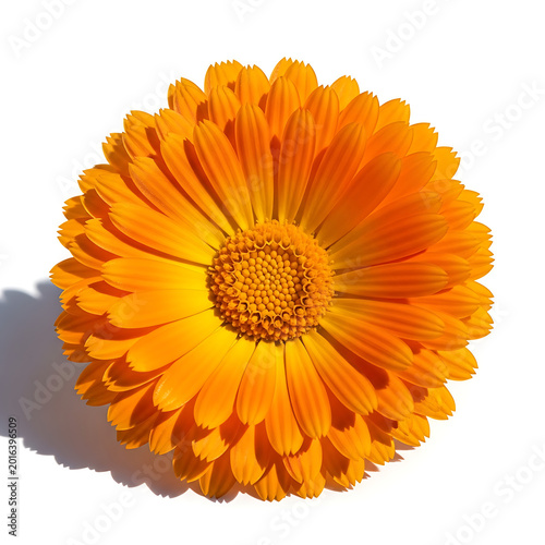Beautiful orange flower with yellow center and petals  Calendula officinalis transparent background